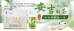 安吉白茶