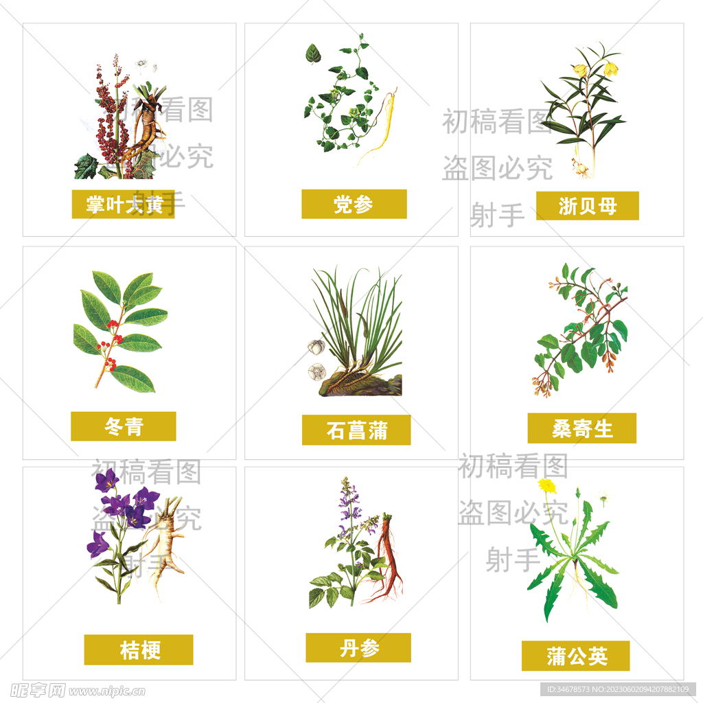 中药植物插图