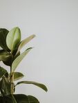 树叶