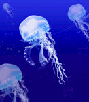 海蜇水母海洋生物蓝色背景