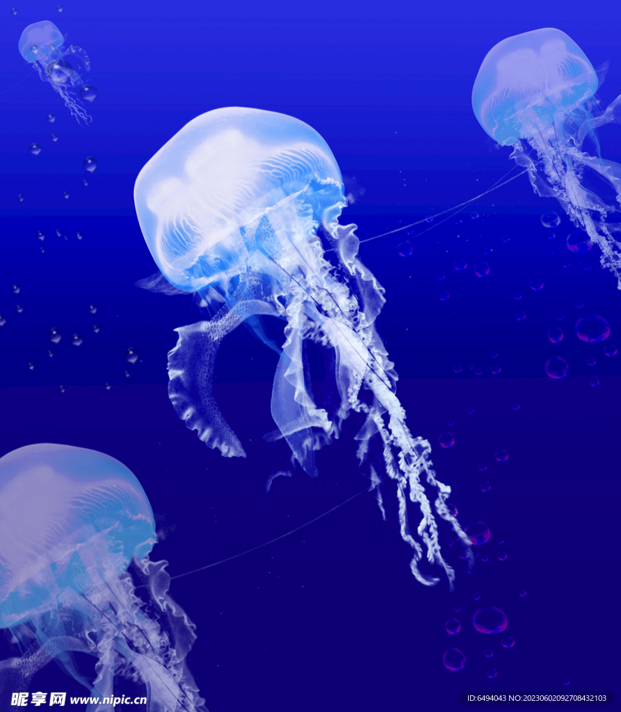海蜇水母海洋生物蓝色背景