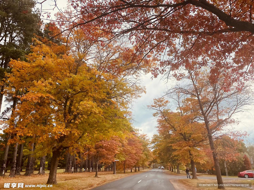 枫树  枫叶 秋天 落叶 公园