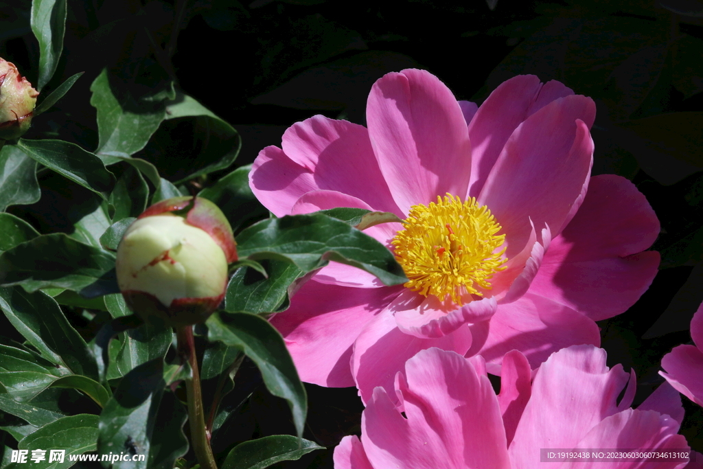 芍药花