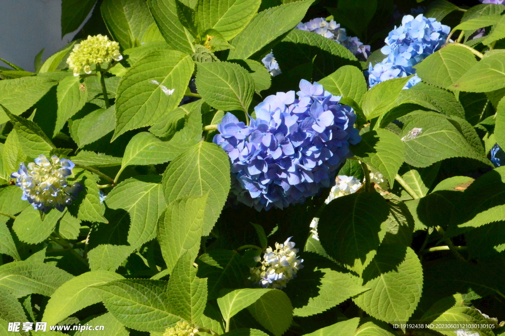 绣球花