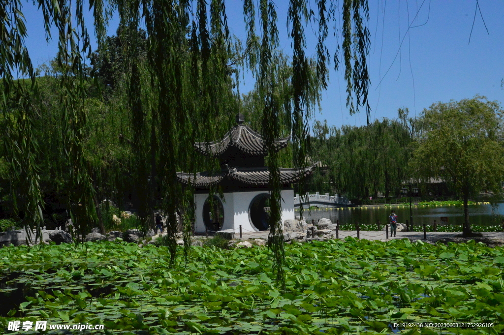 荷塘风景 