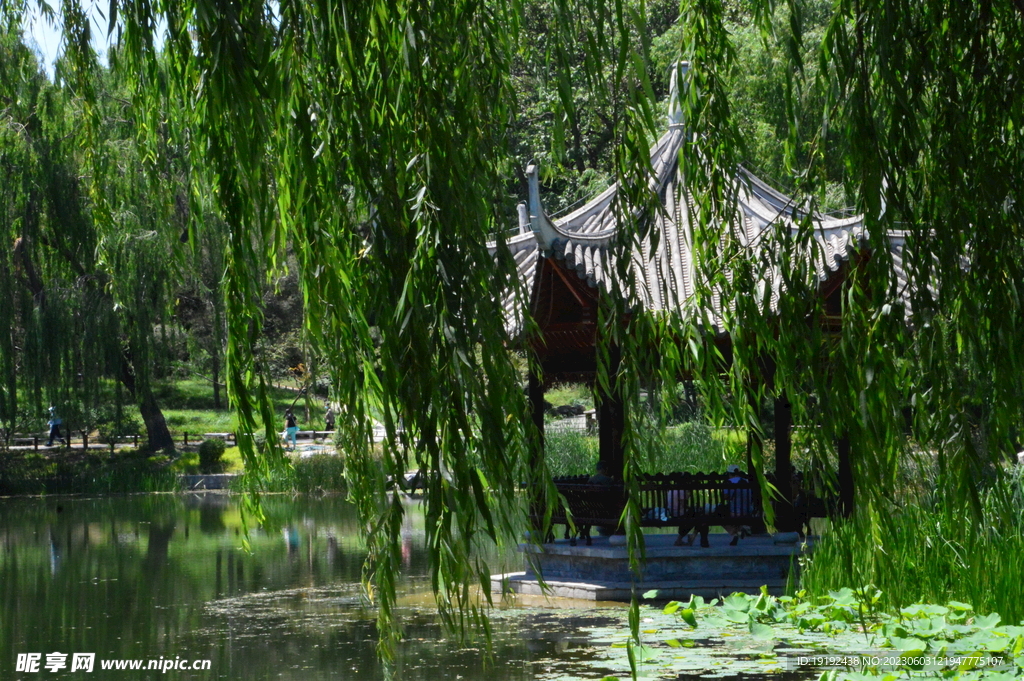 垂柳风景