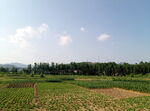 田园风光