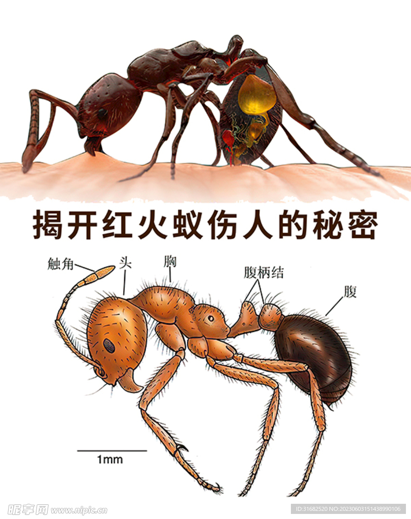 红火蚁伤人叮咬原理图