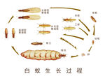 白蚁生长过程