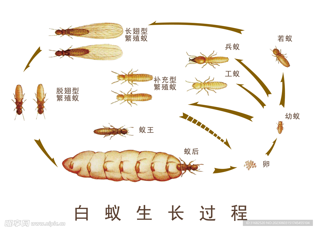 白蚁生长过程