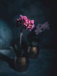粉色的花