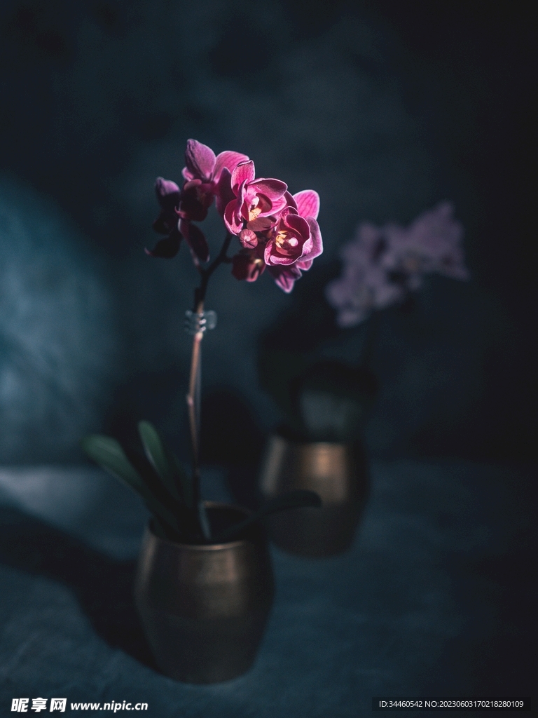 粉色的花