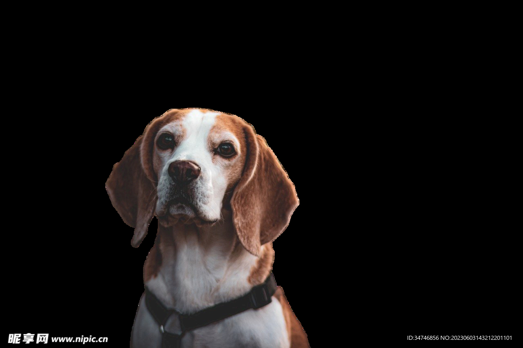 比格犬
