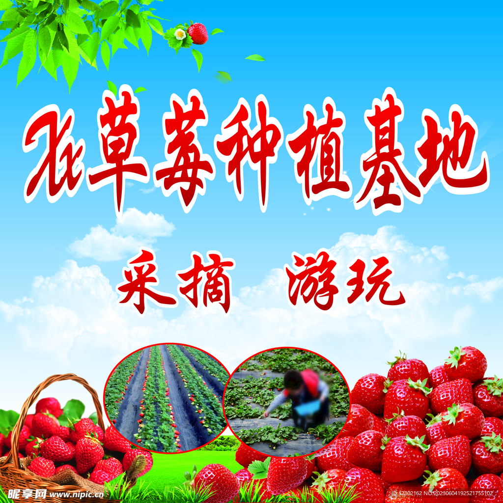 草莓基地