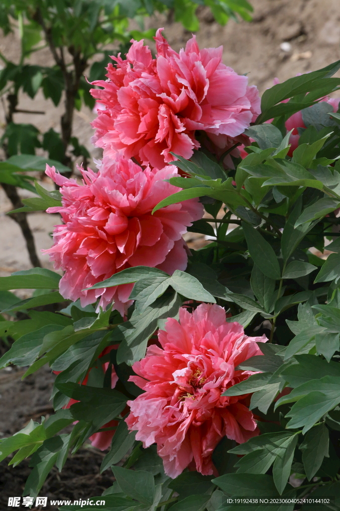 牡丹花 