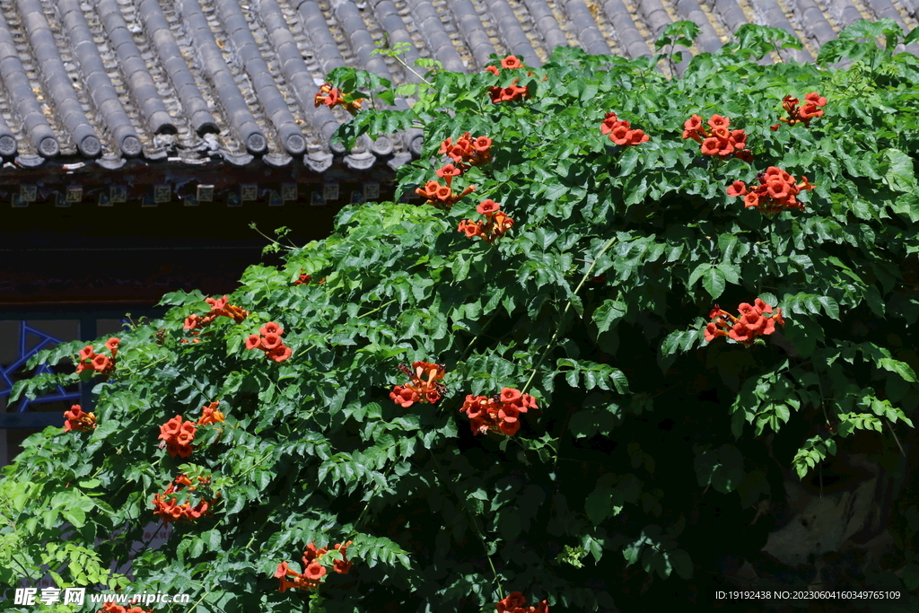 凌霄花