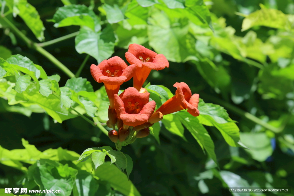 凌霄花 
