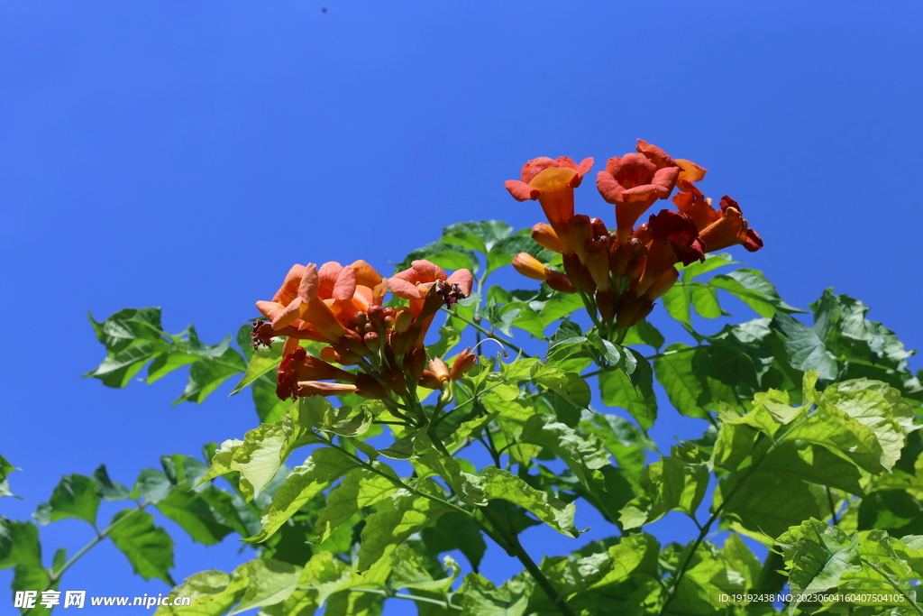 凌霄花  