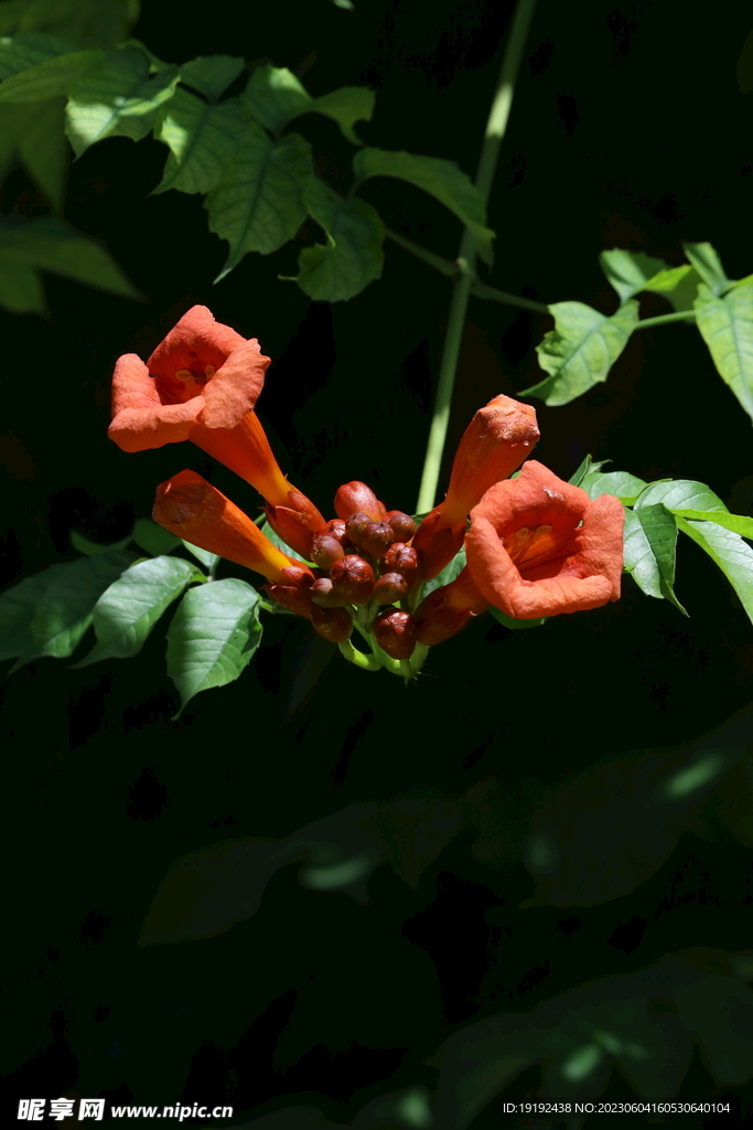 凌霄花