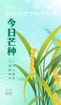 芒种海报