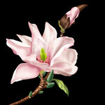 花卉