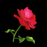 月季花
