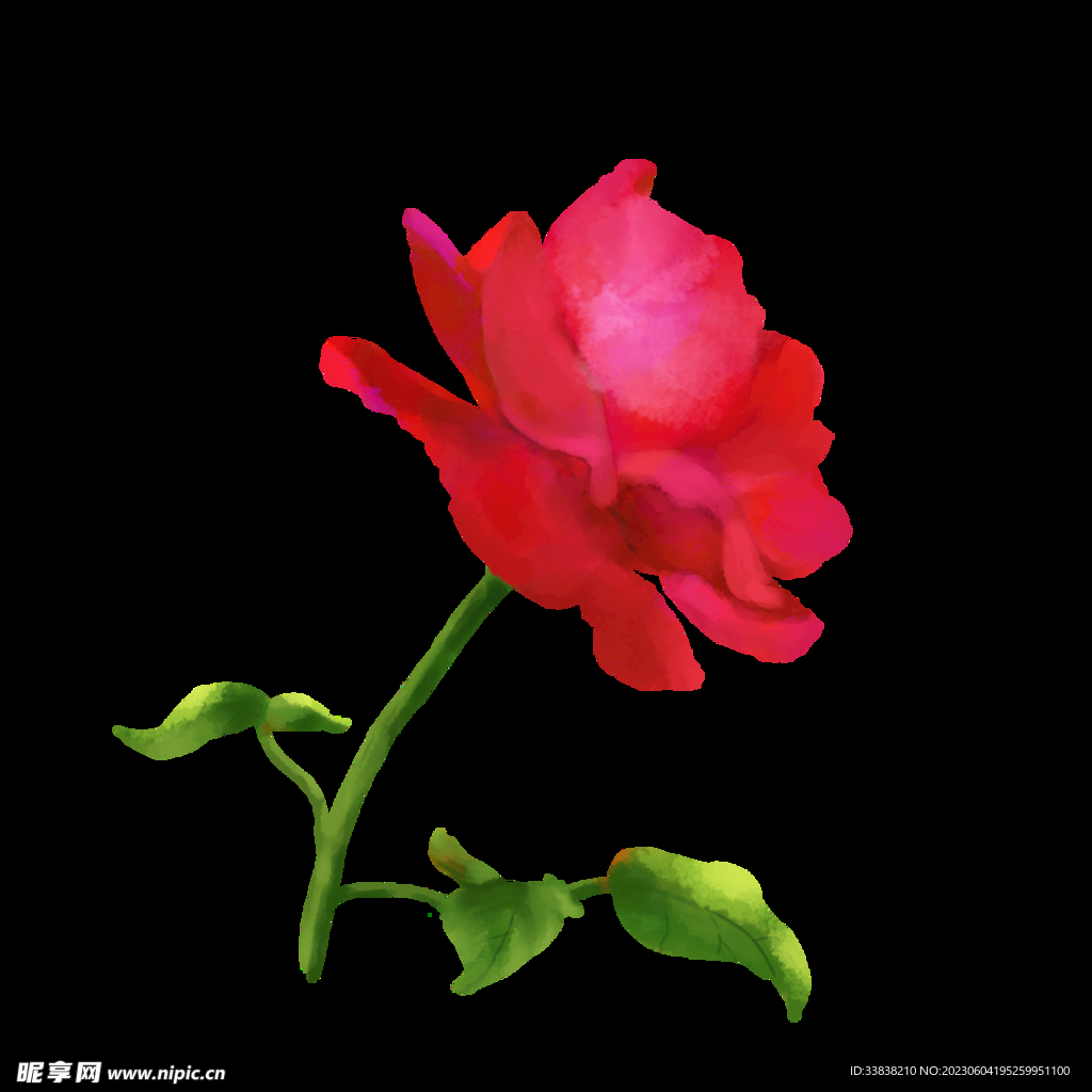 月季花