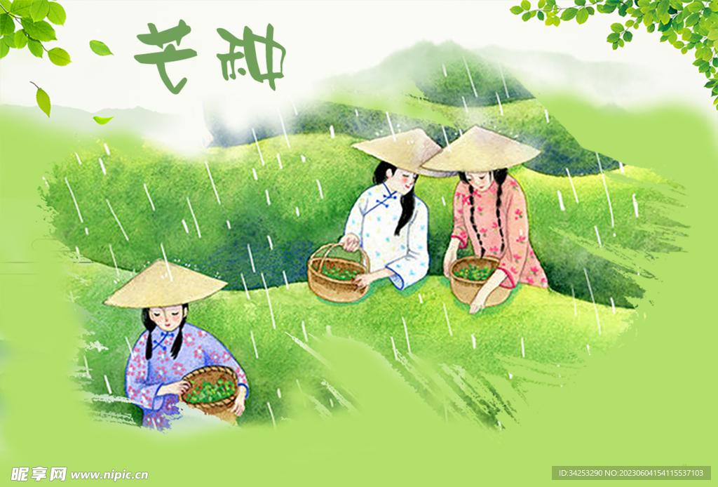 芒种