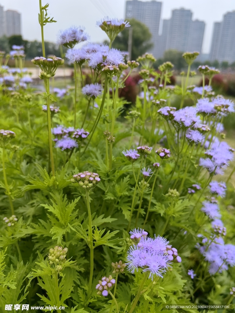 紫色小花 