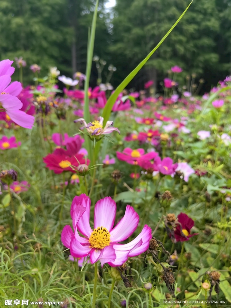 花 