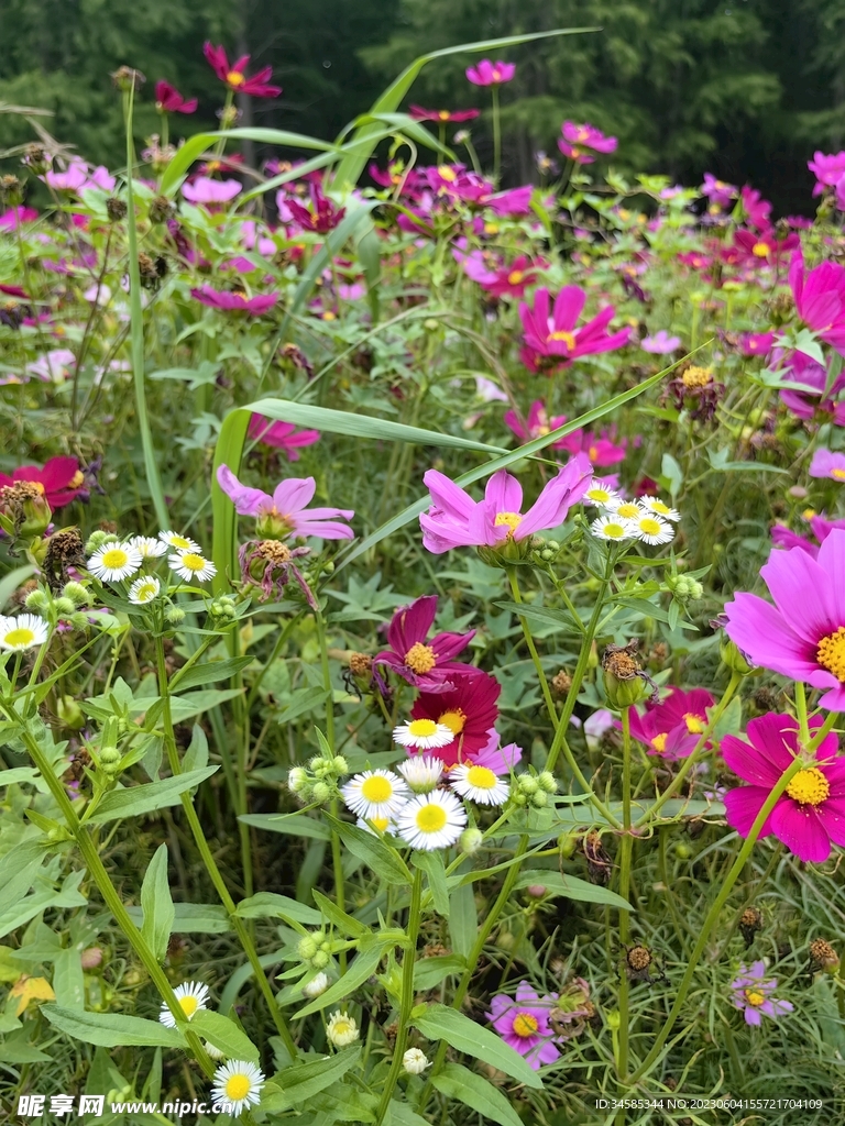 格桑花  