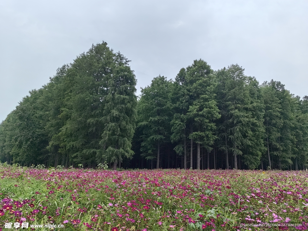 一片花海  