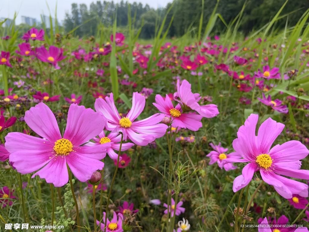 格桑花  