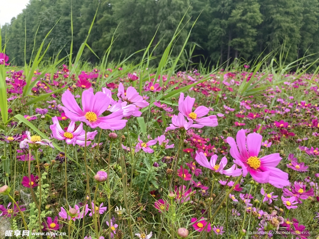 格桑花海  