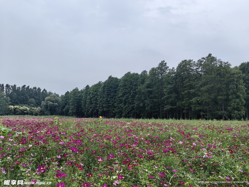 格桑花海 