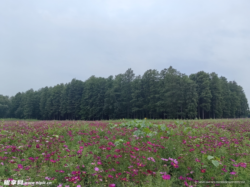 格桑花海