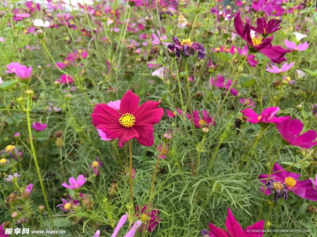 格桑花 