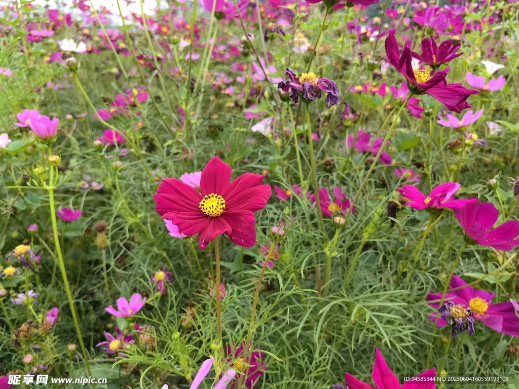 格桑花 