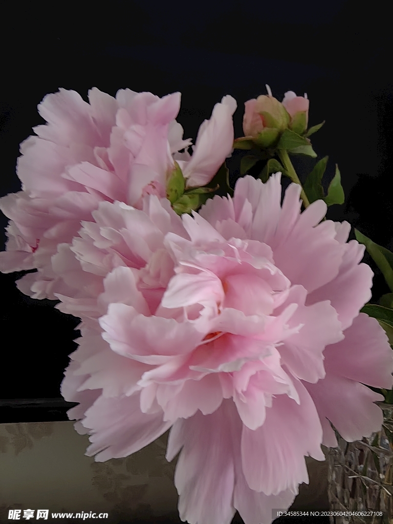 芍药 