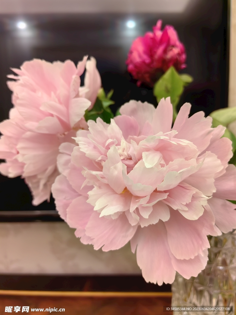 芍药