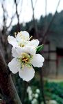 李子花