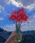 彼岸花
