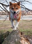 狗
