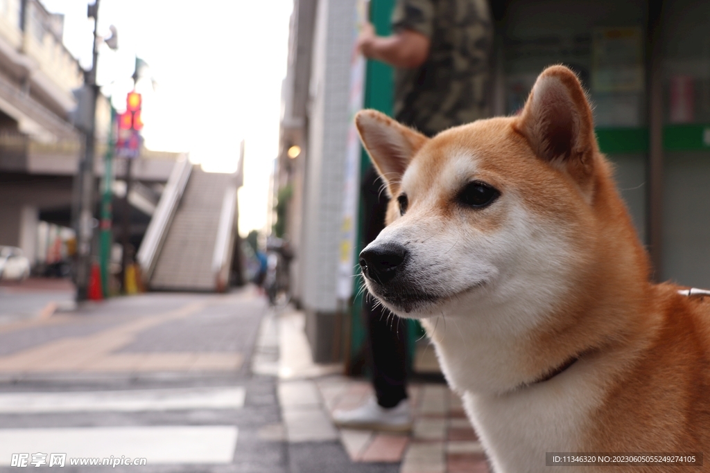 狗