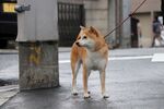 狗