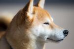 狗