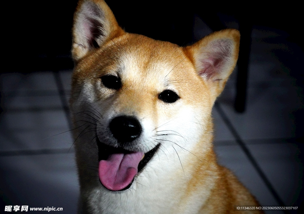 狗