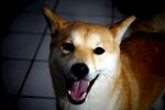 狗