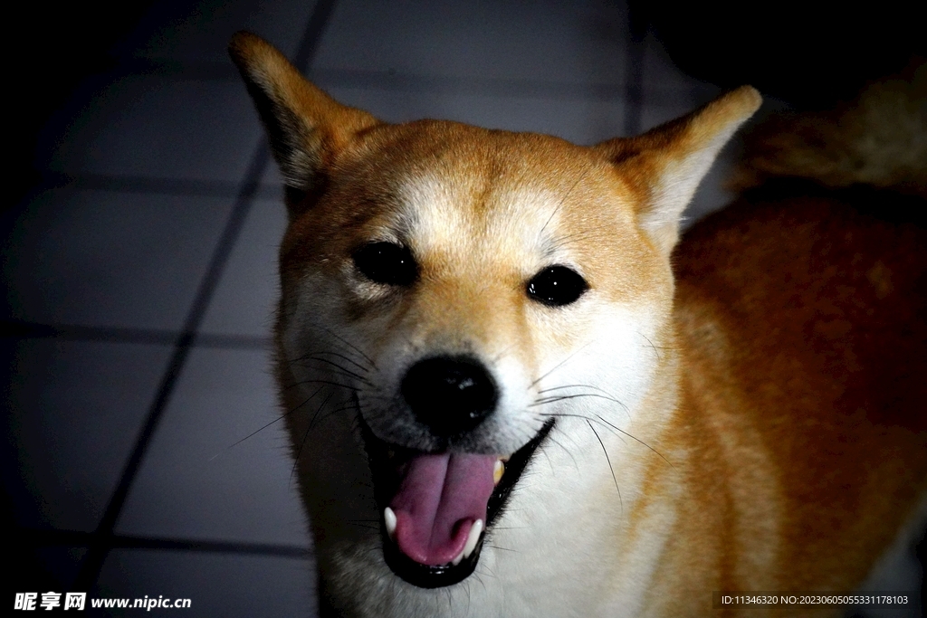 狗
