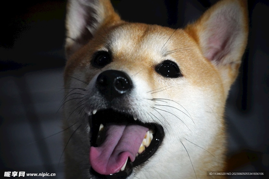 狗